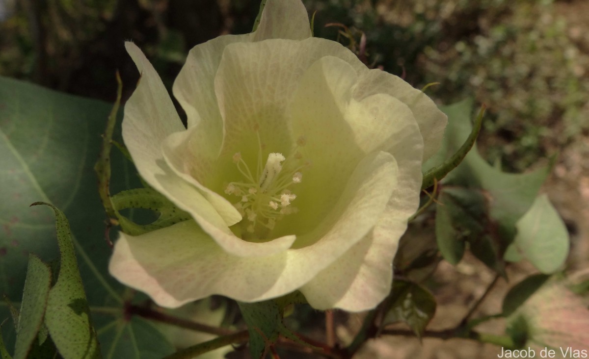 Gossypium hirsutum L.